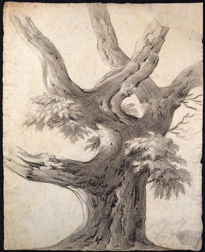 Study of a Tree, 1823 by Alphonse Nicolas Michel Mandevare